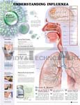   Understanding Influenza Anatomical Chart